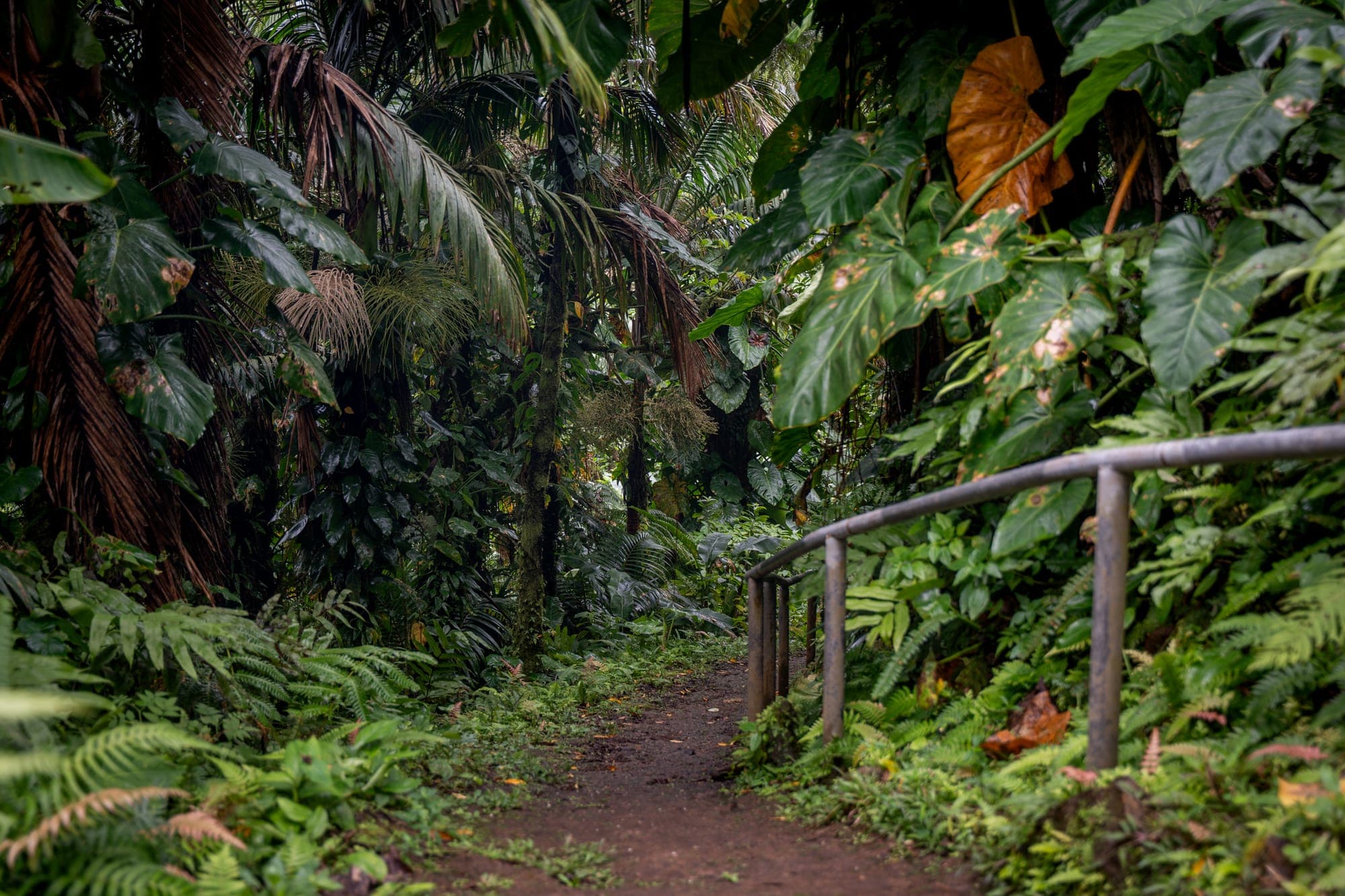 A jungle trail with a wooden handrail winding through the rainforest