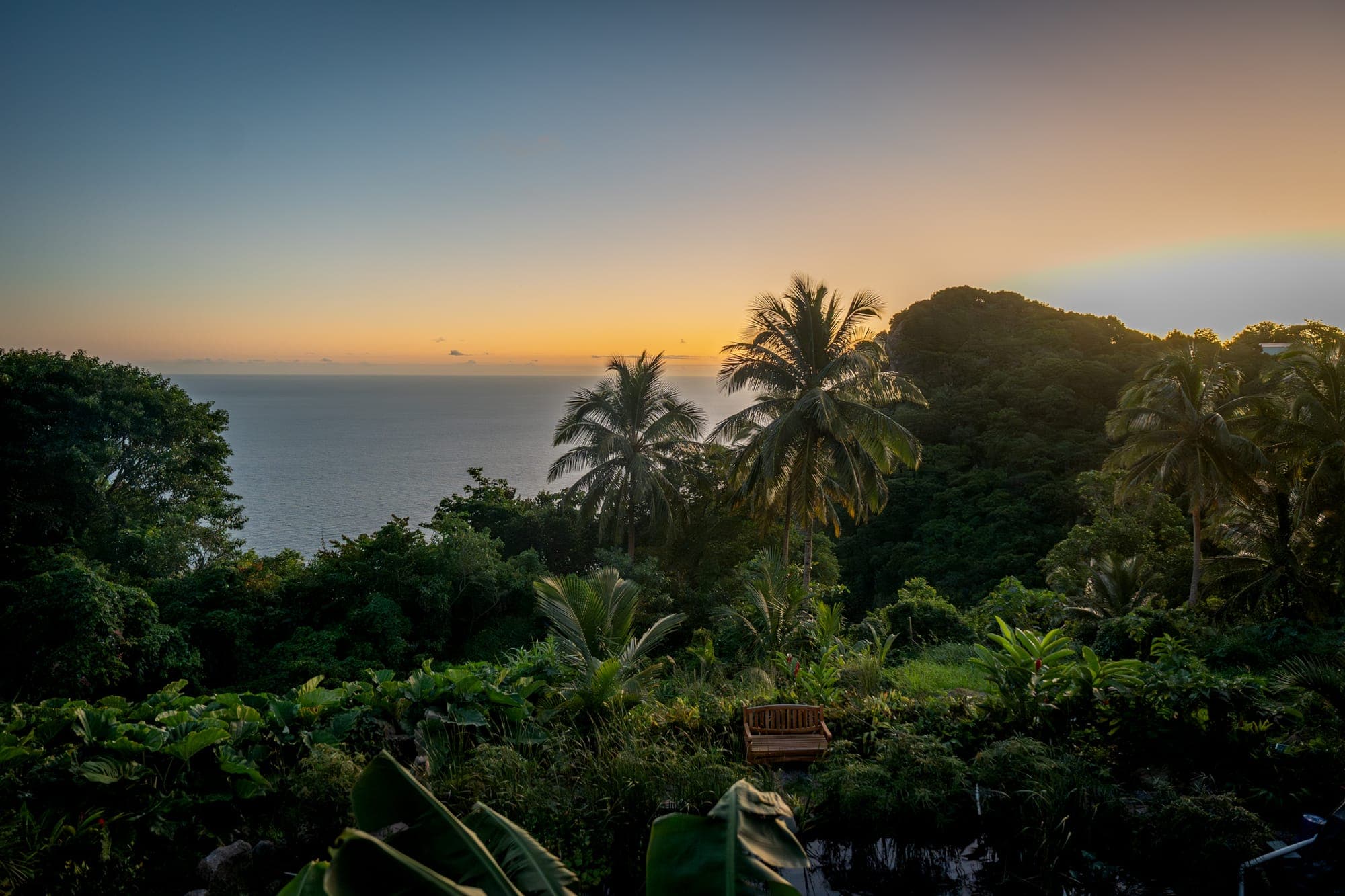Palms and rainforest above the sea at sunset on Saba